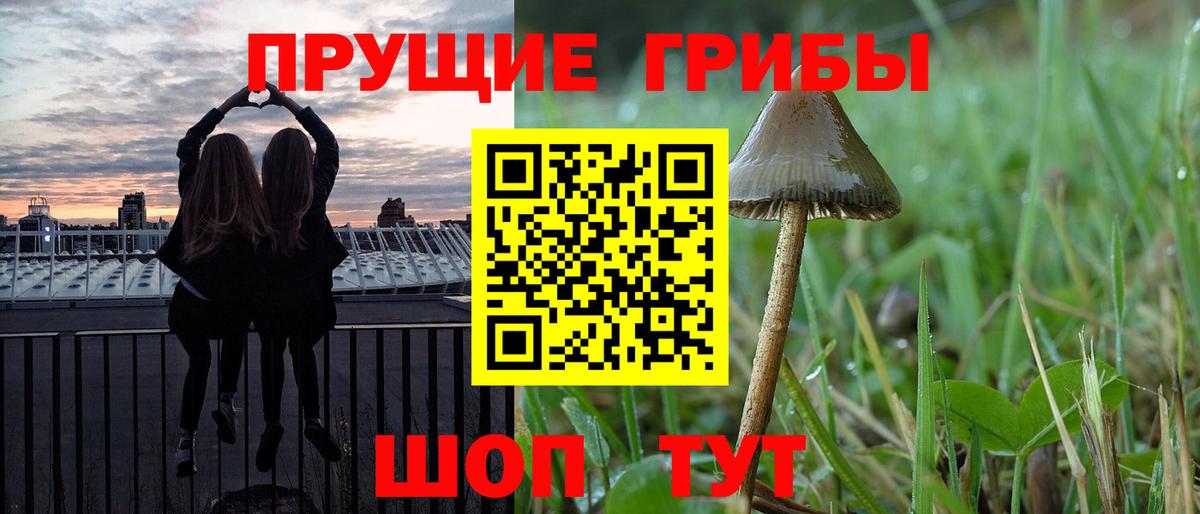 Галлюциногенные грибы Psilocybe Тында